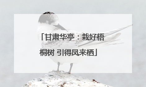 甘肃华亭：栽好梧桐树 引得凤来栖
